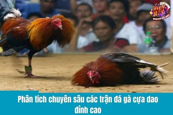 Đỉnh Cao Đá Gà Cực Dao – Cập Nhật Kết Quả Trực Tiếp Nhanh Nhất
